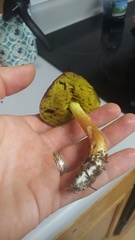 Aureoboletus auriporus
