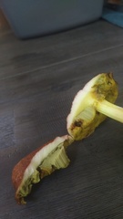 Aureoboletus auriporus