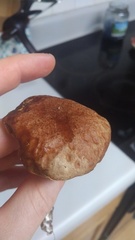 Aureoboletus auriporus