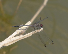 Dythemis velox