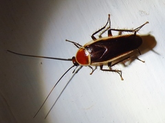 Pseudomops septentrionalis