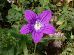 Campanula ramosissima