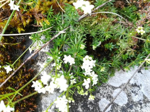 Image of Galium sterneri by no rights reserved