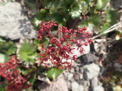 Micranthes purpurascens