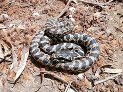 Elaphe quatuorlineata