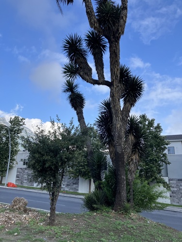 Yucca filifera
