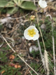 Drymocallis rupestris