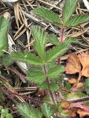 Drymocallis rupestris