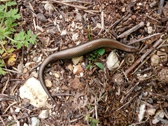 Ablepharus kitaibelii