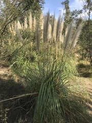 Cortaderia selloana