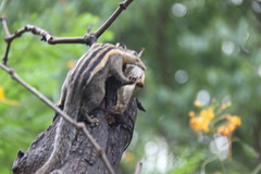 Tamiops mcclellandii