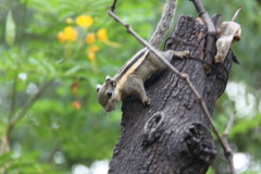 Tamiops mcclellandii