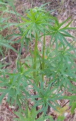Delphinium cardinale