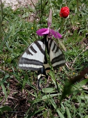 Papilio alexanor