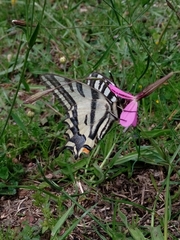 Papilio alexanor