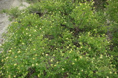Lonicera iberica
