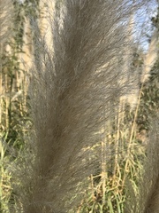 Cortaderia selloana