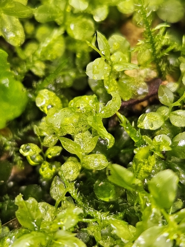 Tall Thyme-moss (Plagiomnium elatum)
