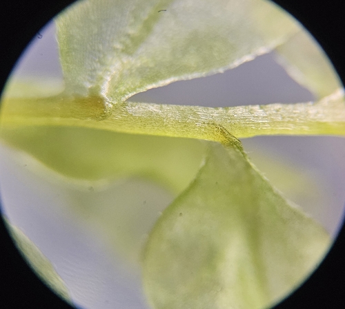 Image of Plagiomnium elatum by (c) Helen Waterman, some rights reserved (CC BY)