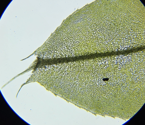 Image of Plagiomnium elatum by (c) Helen Waterman, some rights reserved (CC BY)