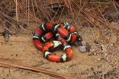 Lampropeltis polyzona