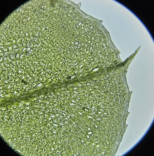 Image of Plagiomnium elatum by (c) Helen Waterman, some rights reserved (CC BY)