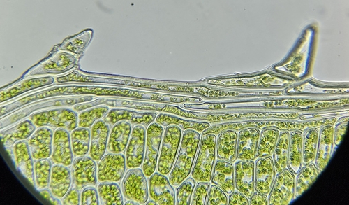 Image of Plagiomnium elatum by (c) Helen Waterman, some rights reserved (CC BY)