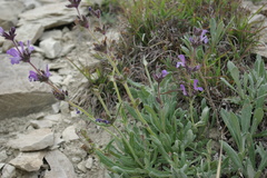 Salvia canescens