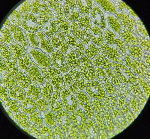 Image of Plagiomnium elatum by (c) Helen Waterman, some rights reserved (CC BY)