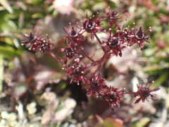 Micranthes purpurascens