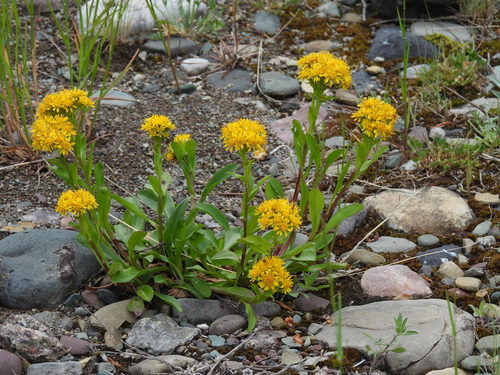 Solidago multiradiata