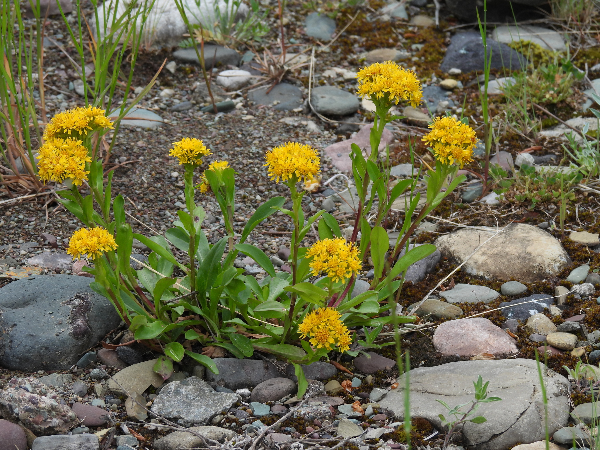 Solidago multiradiata