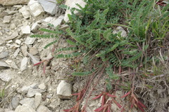 Astragalus buschiorum