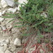 Astragalus alexandrii - Photo (c) ramazan_murtazaliev, algunos derechos reservados (CC BY-NC), subido por ramazan_murtazaliev