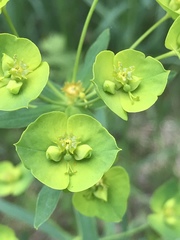 Euphorbia saratoi