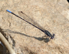 Argia immunda