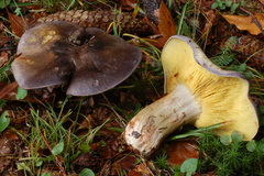 Calocybe favrei