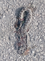 Vipera ammodytes