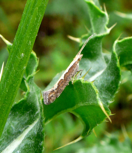 Plutella xylostella