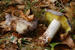 Calocybe favrei