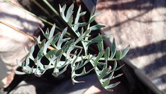 Pelargonium pillansii