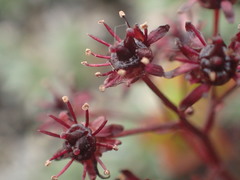 Micranthes purpurascens