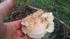 Tyromyces galactinus