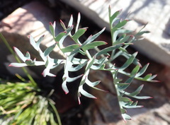 Pelargonium pillansii