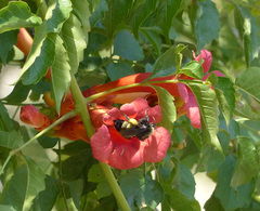 Bombus pensylvanicus