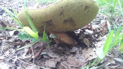 Boletus variipes