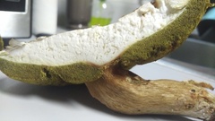 Boletus variipes