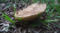 Boletus variipes