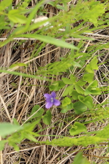 Viola nephrophylla