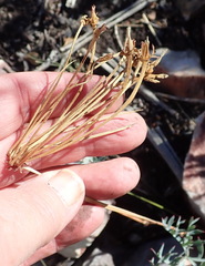 Pelargonium pillansii